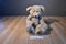 Russ Thornbury Tan Teddy Bear Beanbag Plush With Brown Plaid Bow