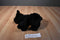 Princess soft Raven the Black Lab 2005 Beanbag Plush