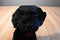 Princess soft Raven the Black Lab 2005 Beanbag Plush