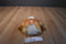 Dan Dee Orange, Brown and White Duck Hand Puppet Plush