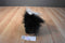 Douglas Striper the Skunk
