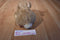 Russ Bruin Tan and White Dutch Bunny Rabbit Plush