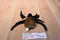 Ty Beanie Buddy 1999 and Baby 1996 Spinner Spider Beanbag Plushes