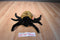 Ty Beanie Buddy 1999 and Baby 1996 Spinner Spider Beanbag Plushes