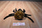 Ty Beanie Buddy 1999 and Baby 1996 Spinner Spider Beanbag Plushes