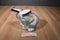 Morehead Snow Furries Arctic Hare Bunny Rabbit 1997 Plush
