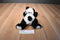 Kellytoy Panda Bear Beanbag Plush