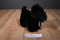 Russ Shadow Black Scottish Terrier Plush