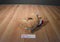 Gund St. Jude Joshua Tan Teddy Bear Beanbag Plush