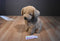 Applause Avanti Golden Retriever 1986 Plush