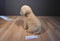 Applause Avanti Golden Retriever 1986 Plush