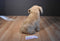 Applause Avanti Golden Retriever 1986 Plush