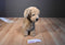 Applause Avanti Golden Retriever 1986 Plush