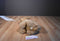 Applause Avanti Golden Retriever 1986 Plush