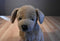 Applause Avanti Golden Retriever 1986 Plush
