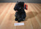 Kohl's Cares Wizard Of Oz Toto Cairn Terrier 2012 Plush