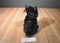 Kohl's Cares Wizard Of Oz Toto Cairn Terrier 2012 Plush