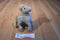 Russ Mini Grey Horse Plush