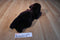 Russ Yomiko Black Lab Beanbag Plush