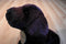 Russ Yomiko Black Lab Beanbag Plush