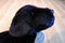 Russ Yomiko Black Lab Beanbag Plush