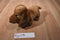 Russ The Dachshund Dog Beanbag Plush