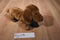 Russ The Dachshund Dog Beanbag Plush