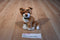 Walt Disney Aritocats O'Malley the Alley Cat Plush
