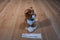 Walt Disney Aritocats O'Malley the Alley Cat Plush