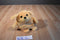 Jay At Play 3 -in-One Pop Out Pets Dog 2015 Plush