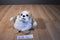 Jay At Play 3 -in-One Pop Out Pets Dog 2015 Plush