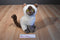 ACMI Chocolate Point Siamese Plush