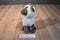 ACMI Chocolate Point Siamese Plush