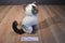 ACMI Chocolate Point Siamese Plush