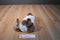 ACMI Chocolate Point Siamese Plush