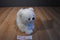 Gibson Morehead Snow Furries Arctic Fox 1997 Plush