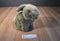 Pier 1 Brown Bunny Rabbit Plush