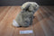 Pier 1 Brown Bunny Rabbit Plush
