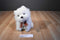 Ty Classic MacDougal West Highland Terrier 2001 Beanbag Plush