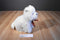 Ty Classic MacDougal West Highland Terrier 2001 Beanbag Plush