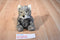 Steven Smith National Wildlife Federation Timber Wolf Plush