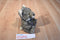 Steven Smith National Wildlife Federation Timber Wolf Plush