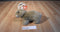 Ty Classic Buttons the Brown and Beige Bunny Rabbit 1997 Beanbag Plush