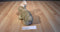 Ty Classic Buttons the Brown and Beige Bunny Rabbit 1997 Beanbag Plush