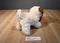 Hugfun Valentines Pug Dog Holding a Red Bone Plush