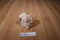 Russ Rainbow Pastel Bunny Rabbit Beanbag Plush
