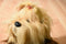 Bob Gedan Yorkie Yorkshire Terrier 2009 Bag Plush
