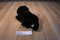 Korean Designs Lovingly Yours Newborn Panther Cub Plush