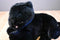 Korean Designs Lovingly Yours Newborn Panther Cub Plush