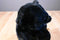 Korean Designs Lovingly Yours Newborn Panther Cub Plush